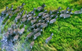 Running Zebras Seen From Above