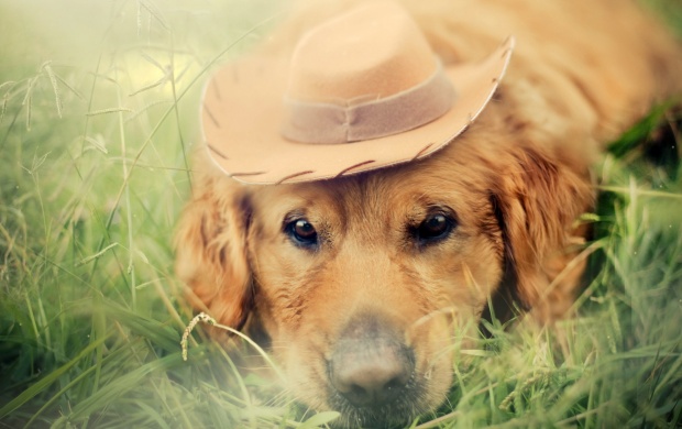 Sad Dog With Hat (click to view)