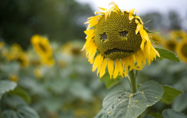 Sad Sunflower (click to view)