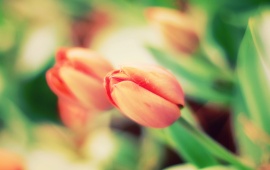 Saffron Tulip Macro
