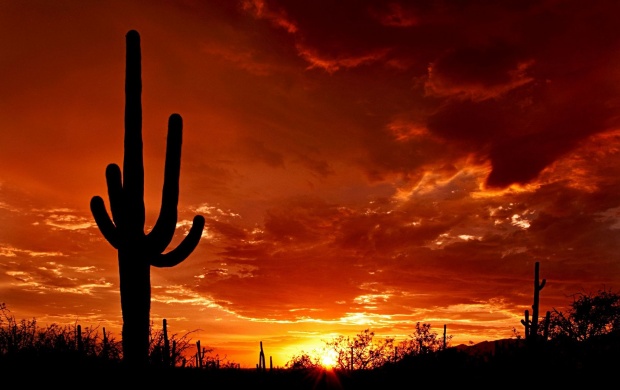 Saguaro Sunset (click to view)