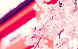 Sakura Will Blossom Once More