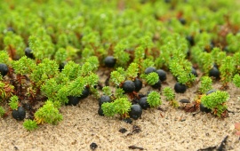 Sand Berries And Dew