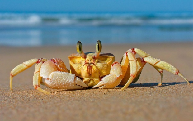 Sand Crab (click to view)