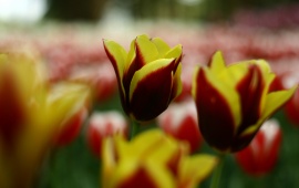 Scarlet Tulip Flower