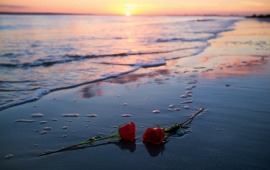 Sea Sunset Roses