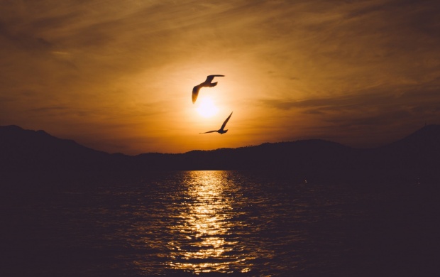 Seabird Sunset Sea