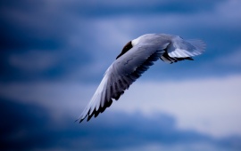 Seagull Bird Flying Blue Sky