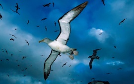 Seagulls Flying In The Sky