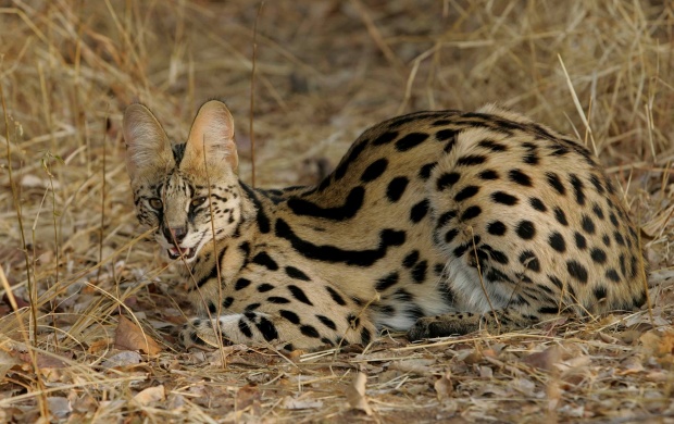 Serval (click to view)