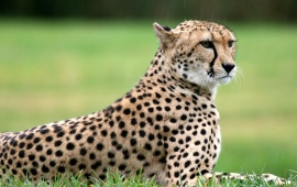 Setting Cheetah