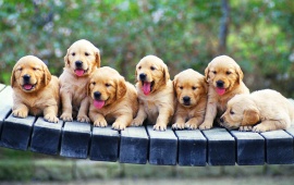 Seven Golden Retriever Puppies