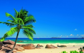 Seychellen Beach With Palm Trees