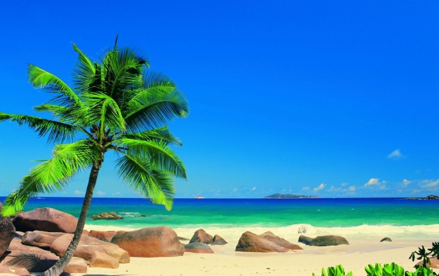 Seychellen Beach With Palm Trees (click to view)