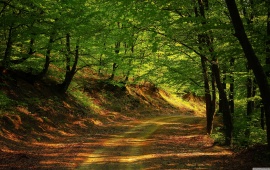 Shady Forest Road