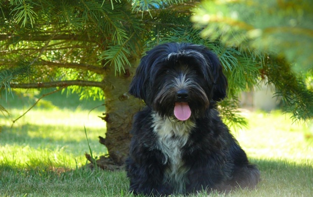 Shaggy Dog (click to view)