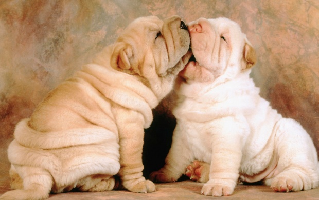 Shar Pei Puppies (click to view)