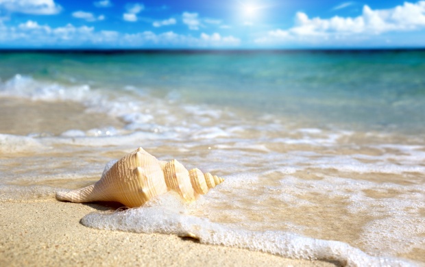 Shell On The Beach (click to view)