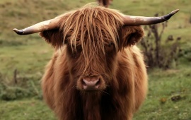 Shetland Cow