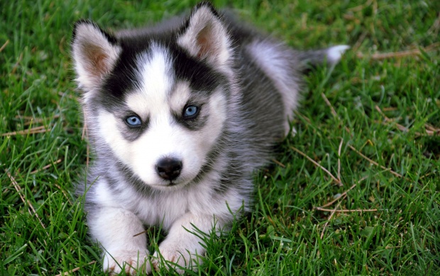 Siberian Husky On The Grass (click to view)