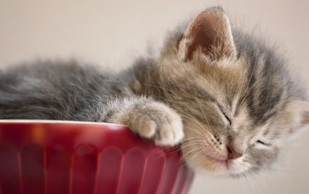 Siesta Cat Bowl (click to view)