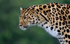 Silent Leopard