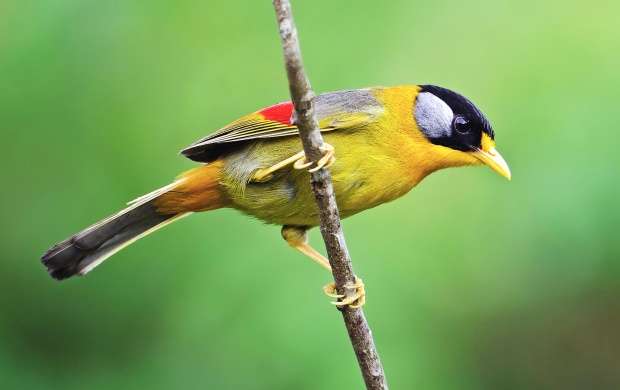 Silver Eared Mesia On Branch (click to view)