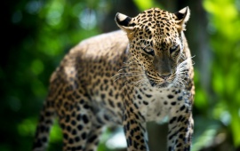 Singapore Zoo Leopard