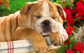 Sleeping Bulldog