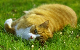 Sleeping Cat On A Green Grass
