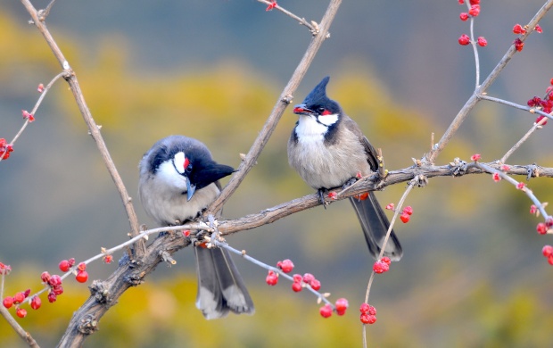 Small Birds On Tree Branch (click to view)