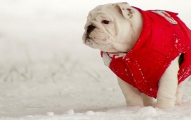 Small Bulldog In Red Jacket