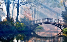 Small Forest Bridge