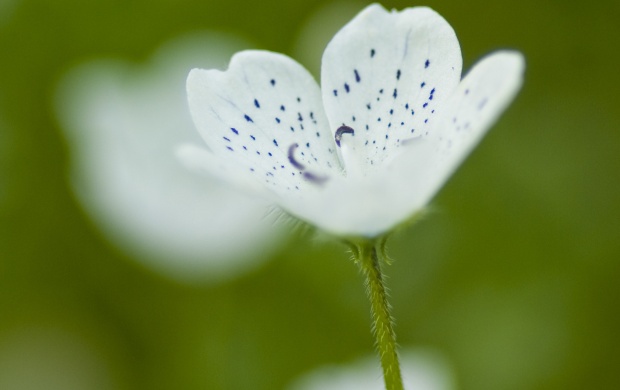 Small Glade Flower