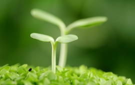 Small Green Plants