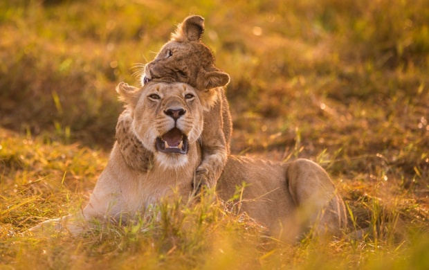 Small Lion Cub Plays With Lioness