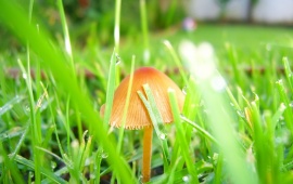 Small Mushroom and Wet Grass