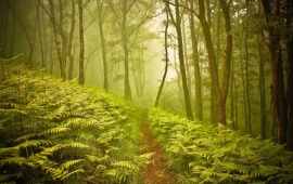 Small Path Through Foggy Forest