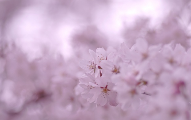 Small Pink Cherry Flowers (click to view)