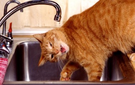 Smiley Cat Drinking