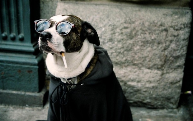 Smoking Dog