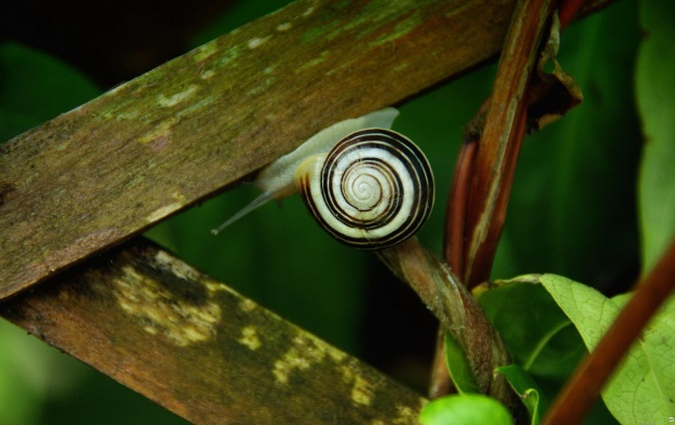 Snail (click to view)
