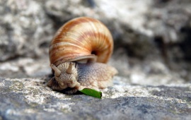 Snail Horns