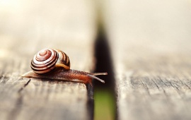 Snail Movement On Boards