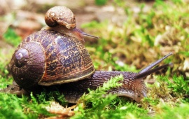 Snail On Snail