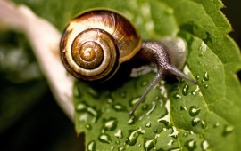 Snail on Wet Leaf