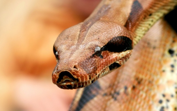 Snake CloseUp (click to view)