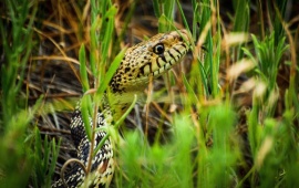 Snake Grass Close-up