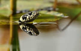 Snake Head Above The Water