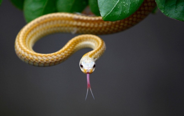 Snake Tongue (click to view)